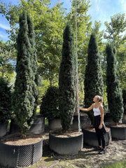 Taxus baccata 'Fastigiata Robusta'