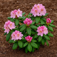 Rhododendron Scintillation pink blooming shrub
