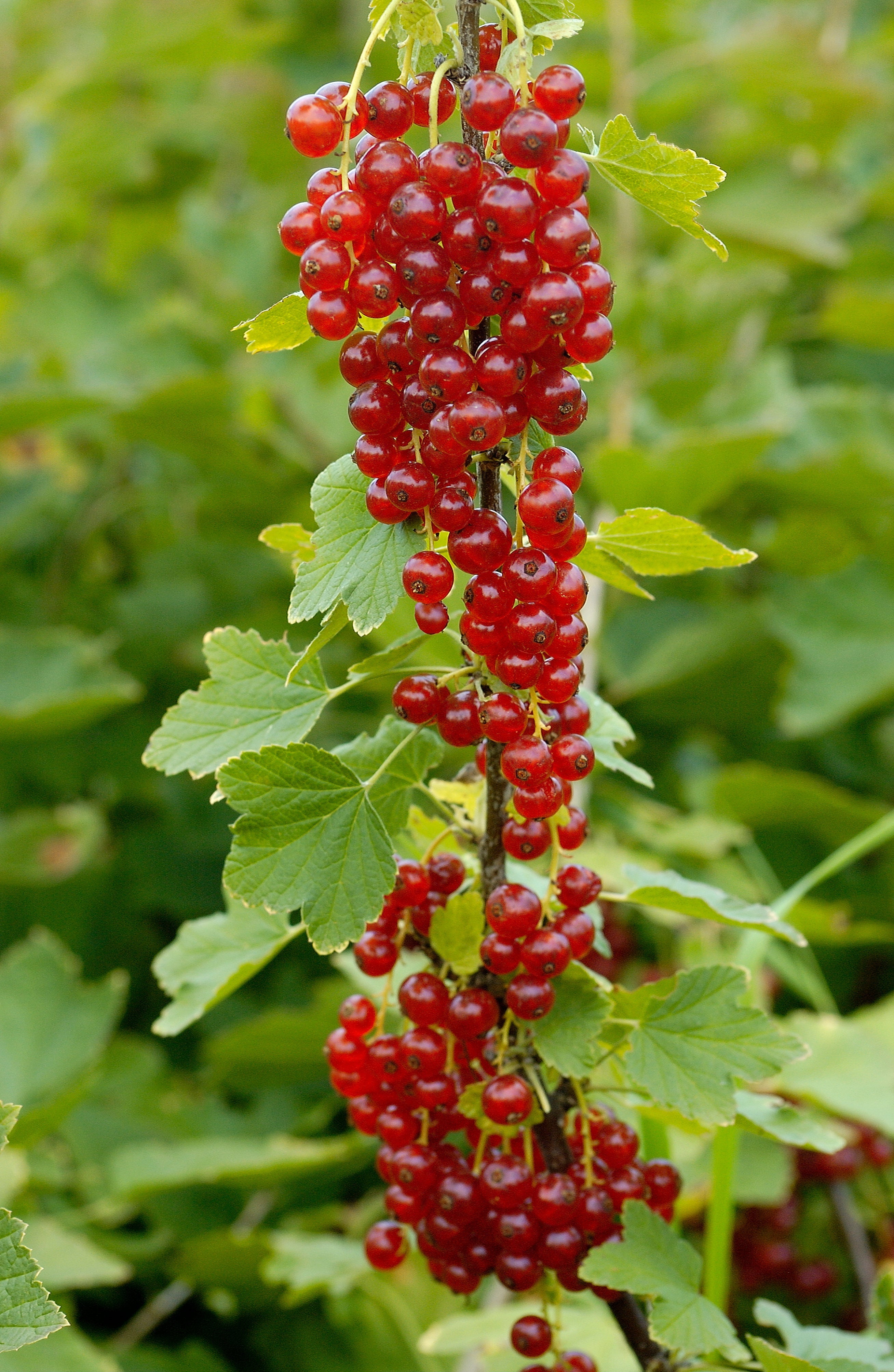 Rovada Red Currant