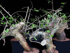 Commiphora Kua sp. Gowlelo seeds