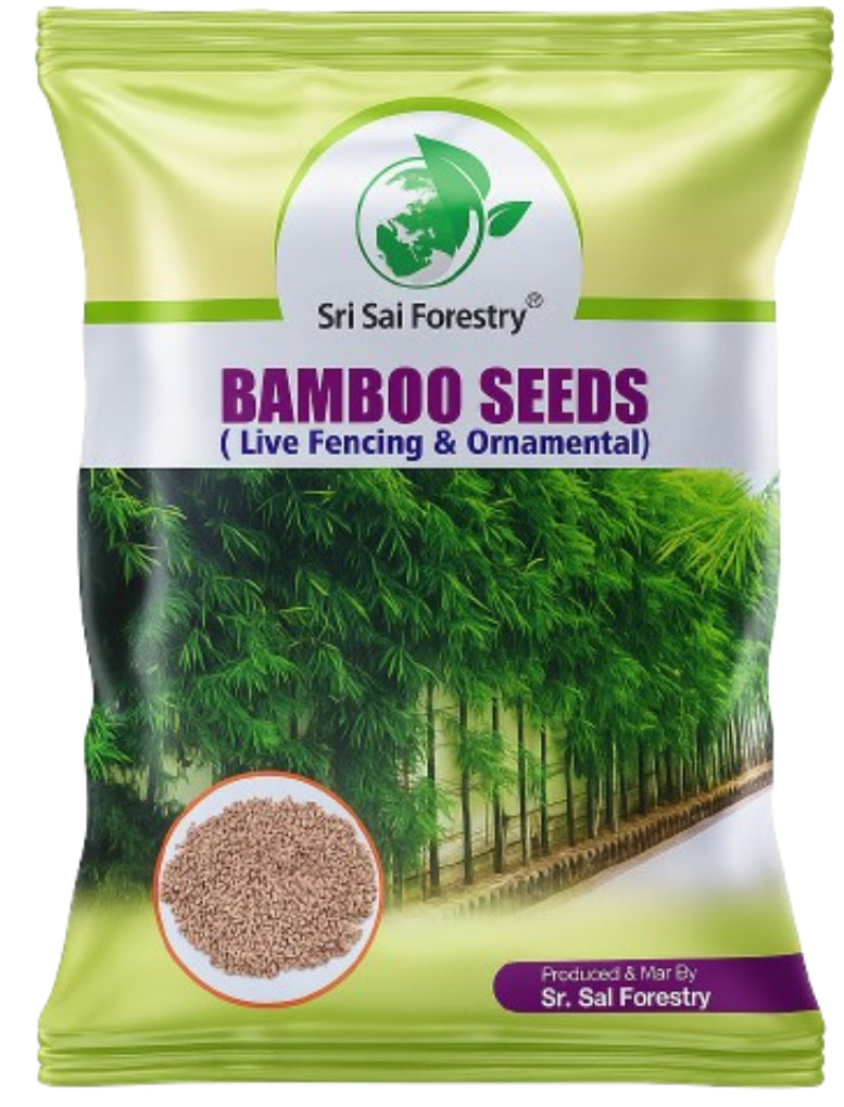 Bamboo Seeds Live Fencing for Home Garden | Ornamental Bamboo Seeds SRI SAI FORESTRY