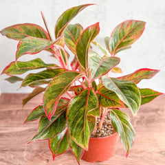Aglaonema 'Siam Aurora Red' Chinese Evergreen in bright light - 8" Nursery Pot - Ed's Plant Shop