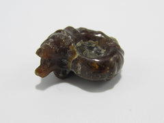 ammonite