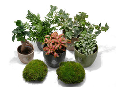 Closed terrarium plant mix with moss, Fittonia, fern, and ivy