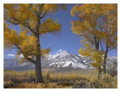 Cottonwood Trees, Fall Foliage, Carson Valley, Nevada-Paper Art-18,,X14,,