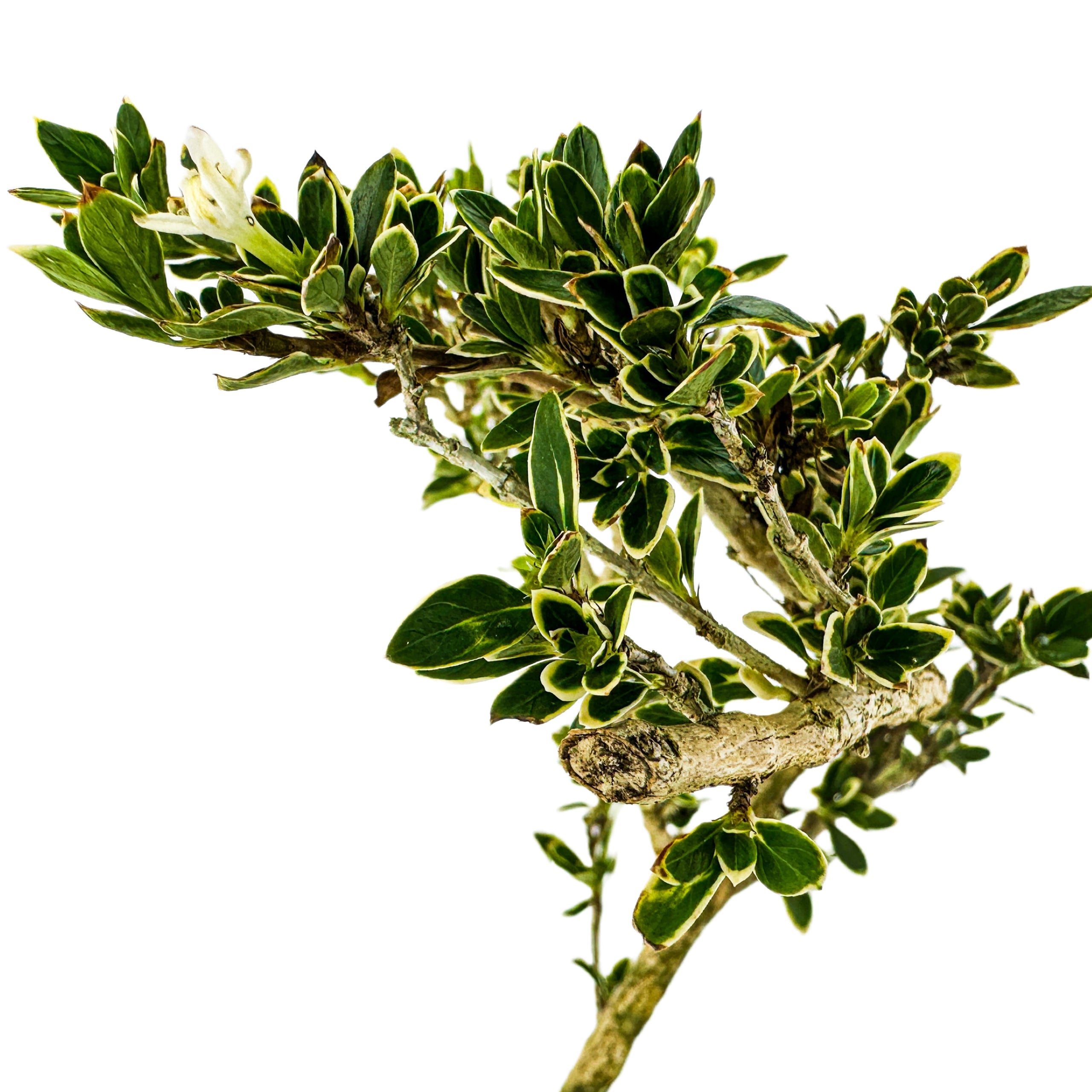 A close-up of a leafy green Variegated Serissa Pre-Bonsai (Serissa japonica 'Variegata') from Wellspring Gardens, featuring variegated leaves and a thick stem, isolated on white.