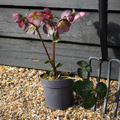 Helleborus 'Elemental' - Perennial - Height 40-50cm - 2lt