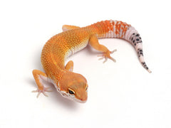 Tangerine Leopard Gecko - 062113A - male