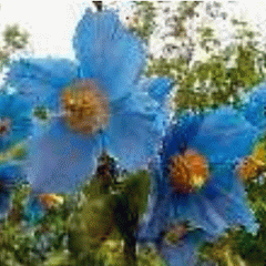 Himalayan Blue Poppy - Mecononopsis betonicifolia