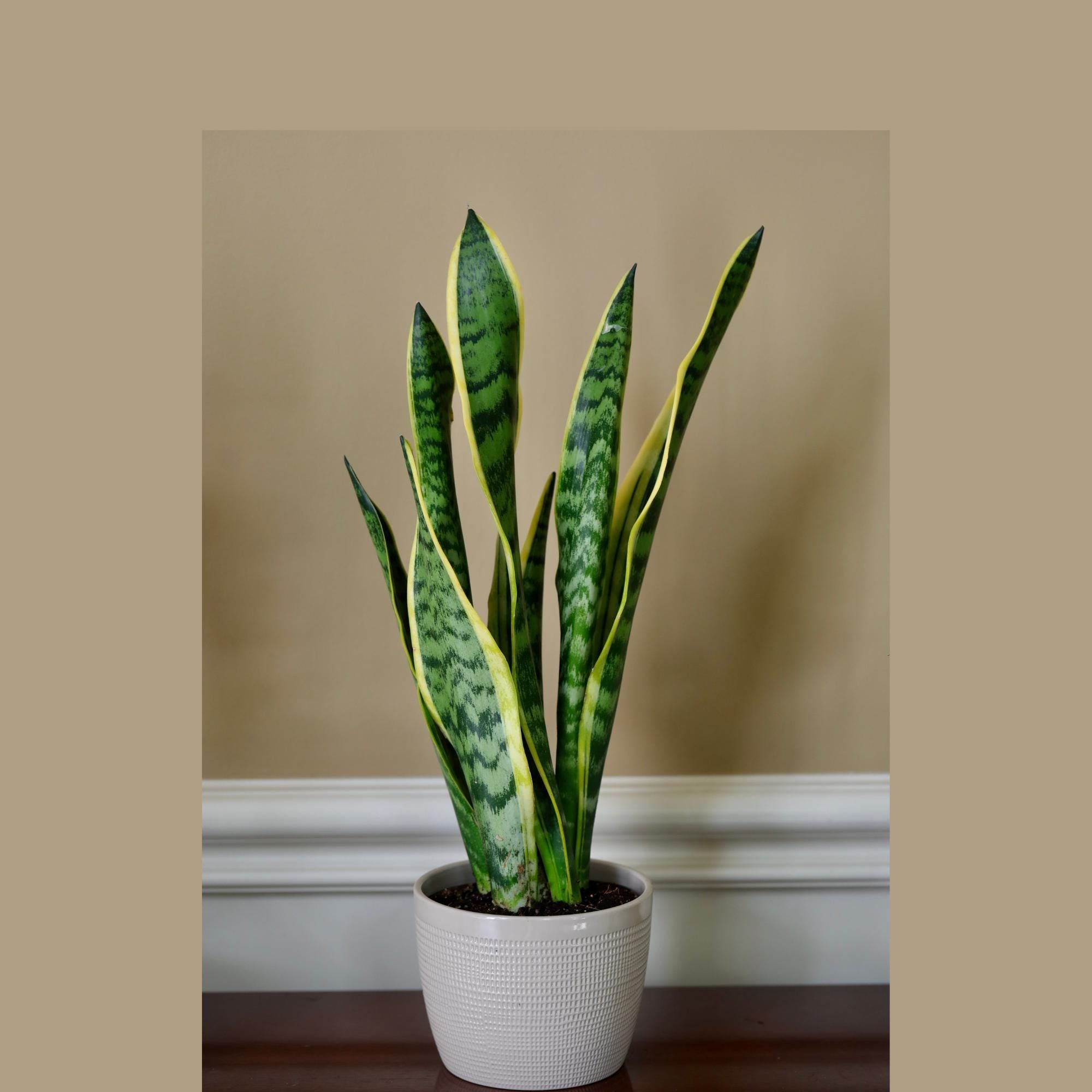 snake plant