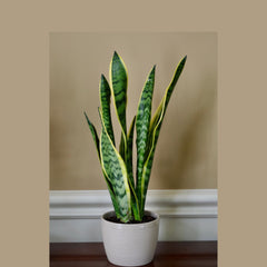 snake plant