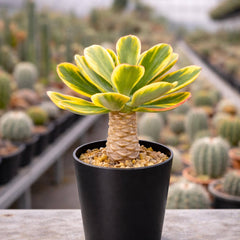 Variegated Euphorbia Poissonii - Rare Variegated Succulent Plant - Exotic Indoor Plant - Unique Houseplant Gift (no leaves)