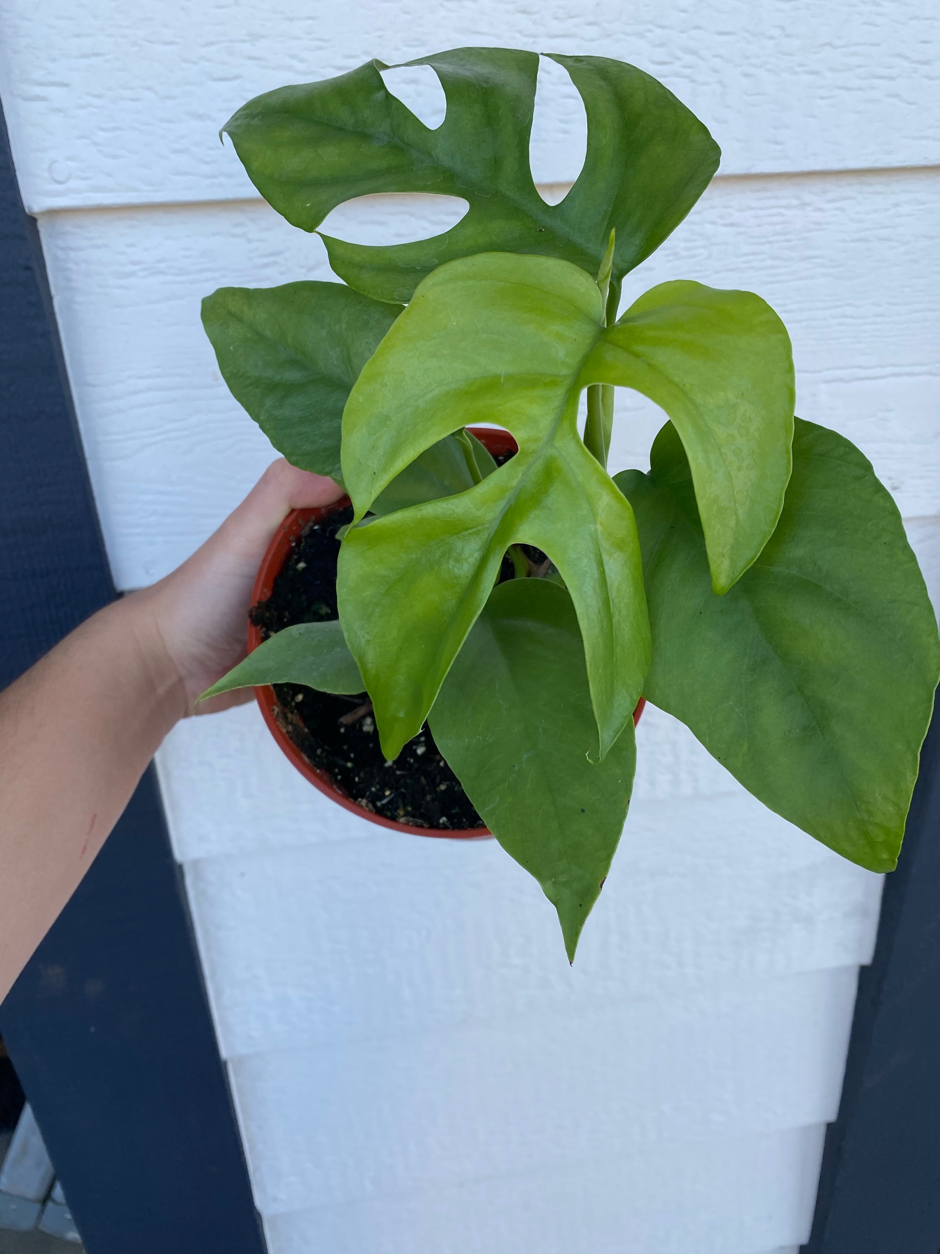 Philodendron Minima / Mini Monstera / Rhaphidophora Tetrasperma