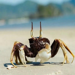 Horn-eyed Ghost Crab (Ocypode ceratophthalmus)