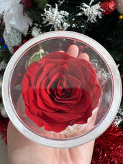 My EB Rose.