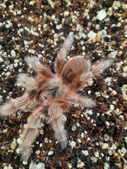 Grammostola maule (Chilean Orange Blush Tarantula)