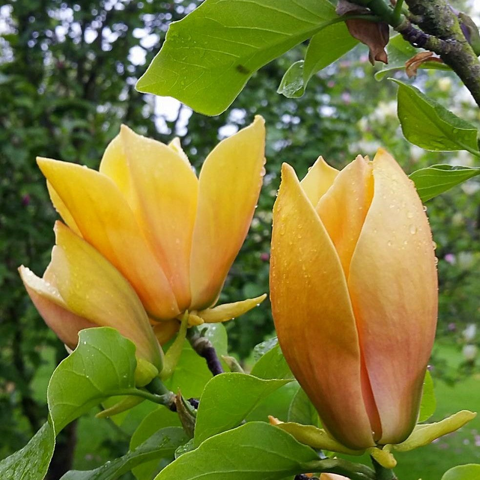 Magnolia "Judy Zuk"