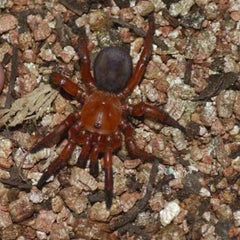 Stasimopus robertsi (Latouchia rufa)