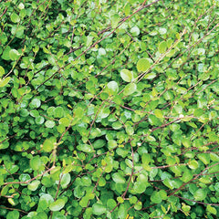Muehlenbeckia axillaris - Little Leaf Wire Vine