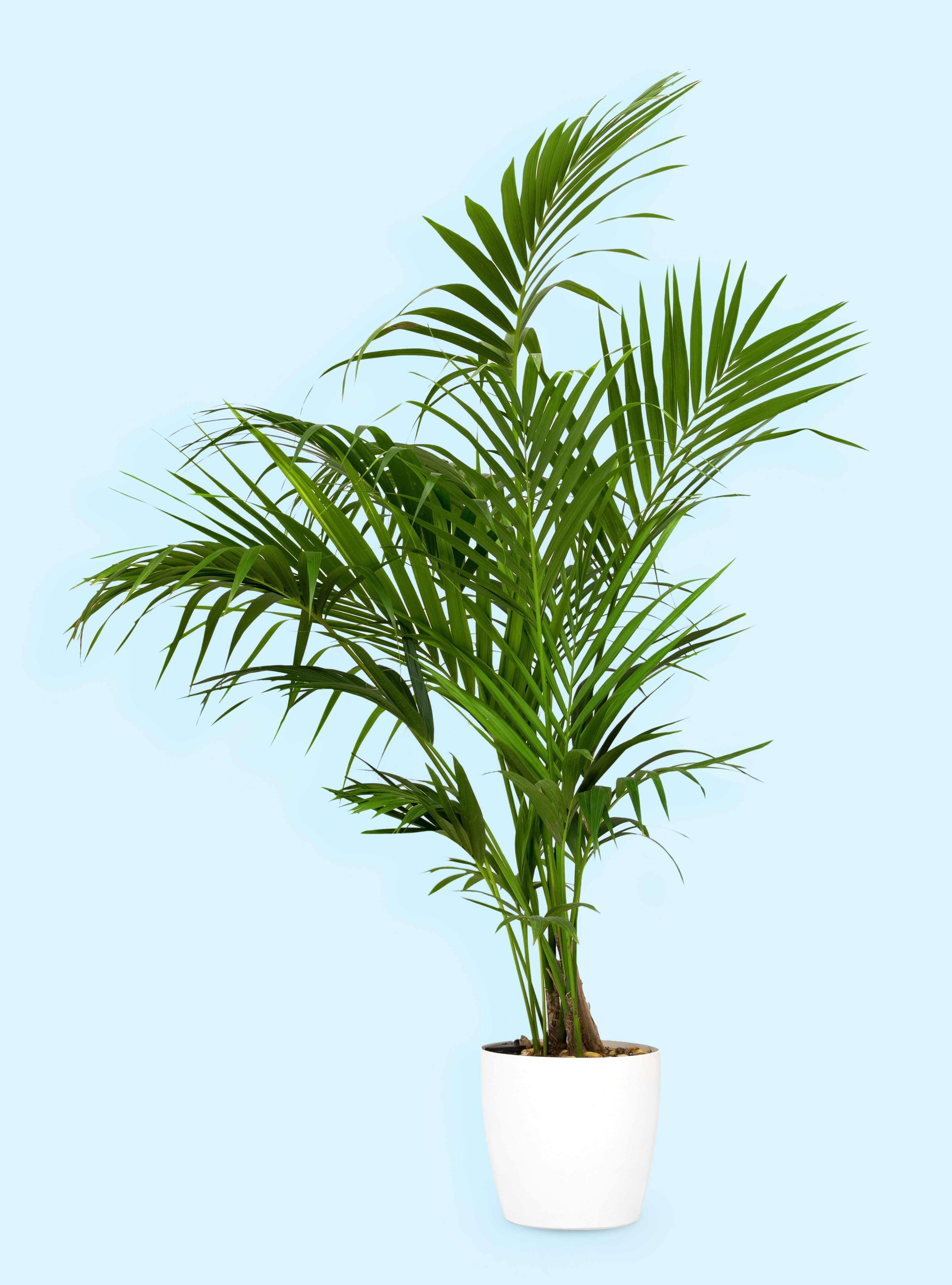Palm Howea Kentia