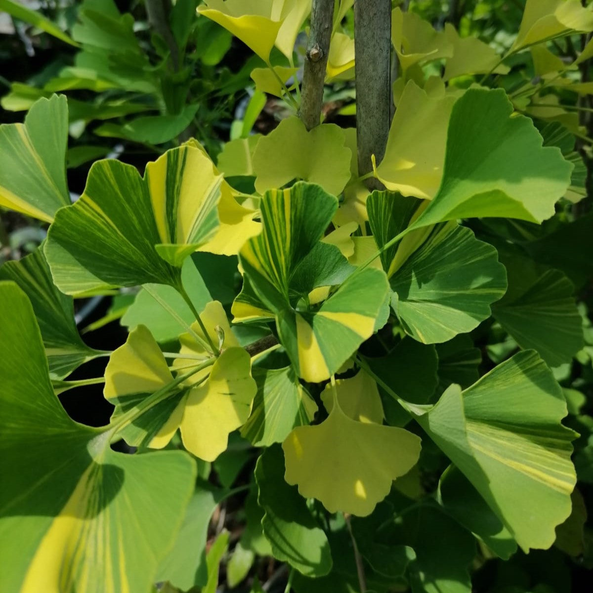 Ginkgo biloba "Yellow Mellow"