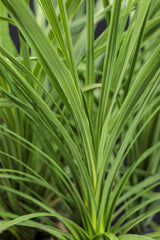 Dracaena indivisa 'Proven Accents® Spikes'