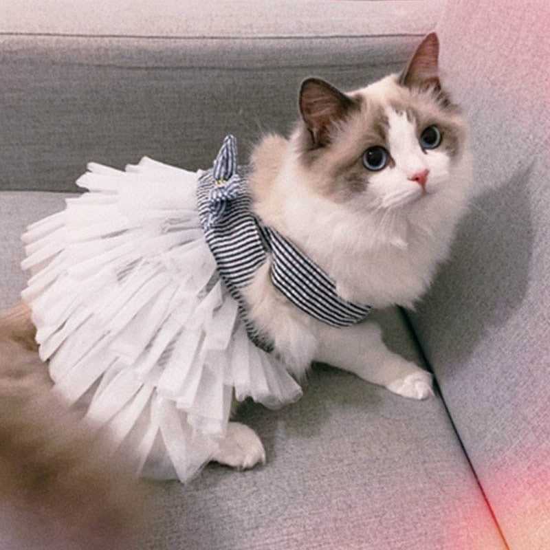 a cat wearing a cute tutu at dress