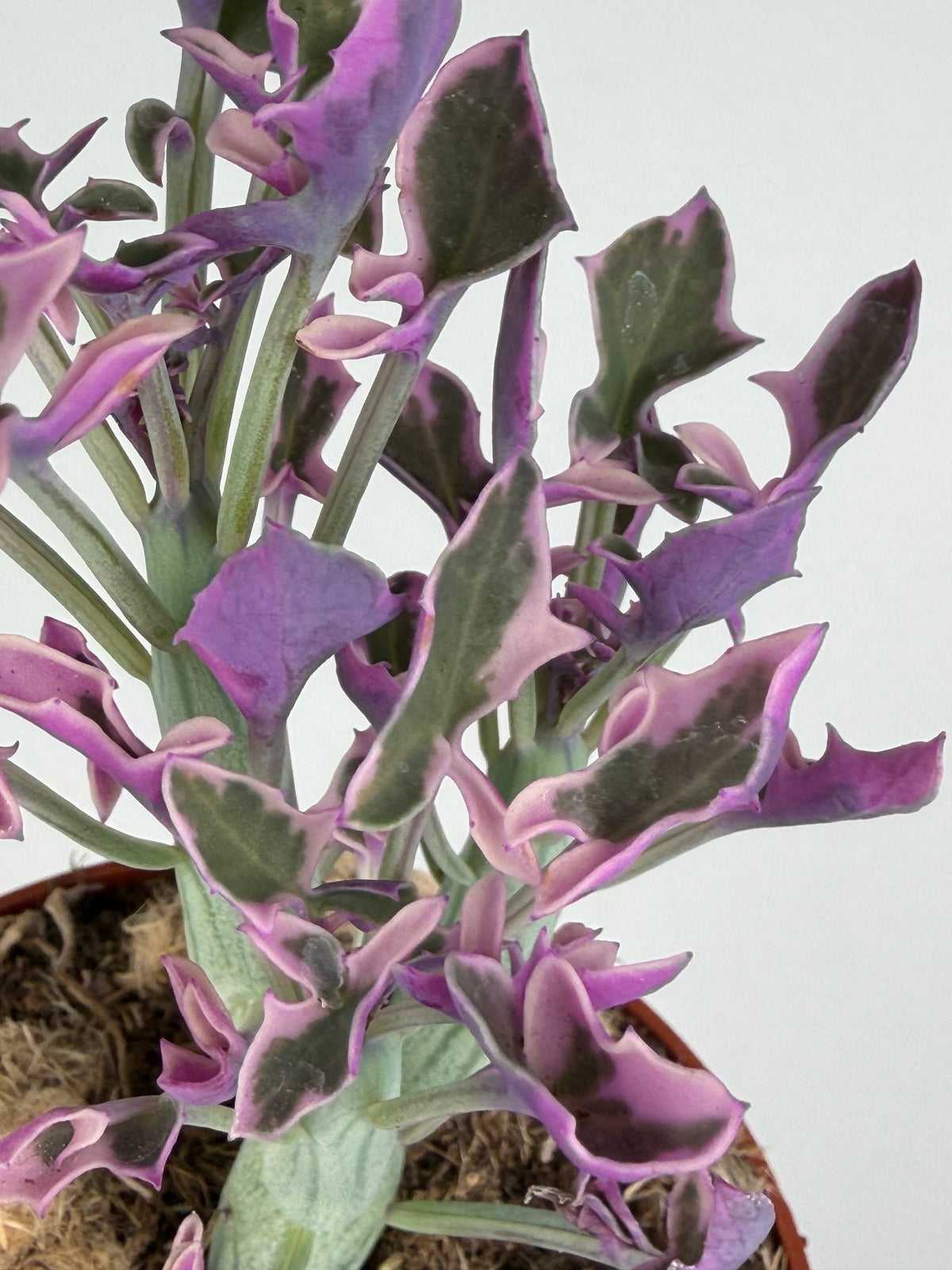 Senecio Articulatus Variegata Senecio Tropical Corner