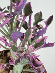 Senecio Articulatus Variegata Senecio Tropical Corner