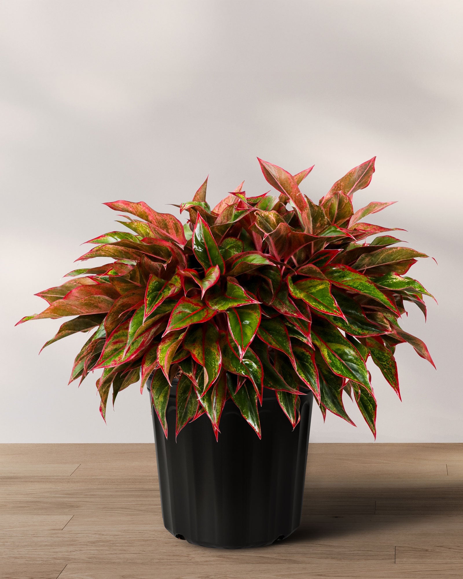 Potted plant with red and green leaves on a wooden surface with a light gray background