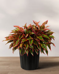 Potted plant with red and green leaves on a wooden surface with a light gray background