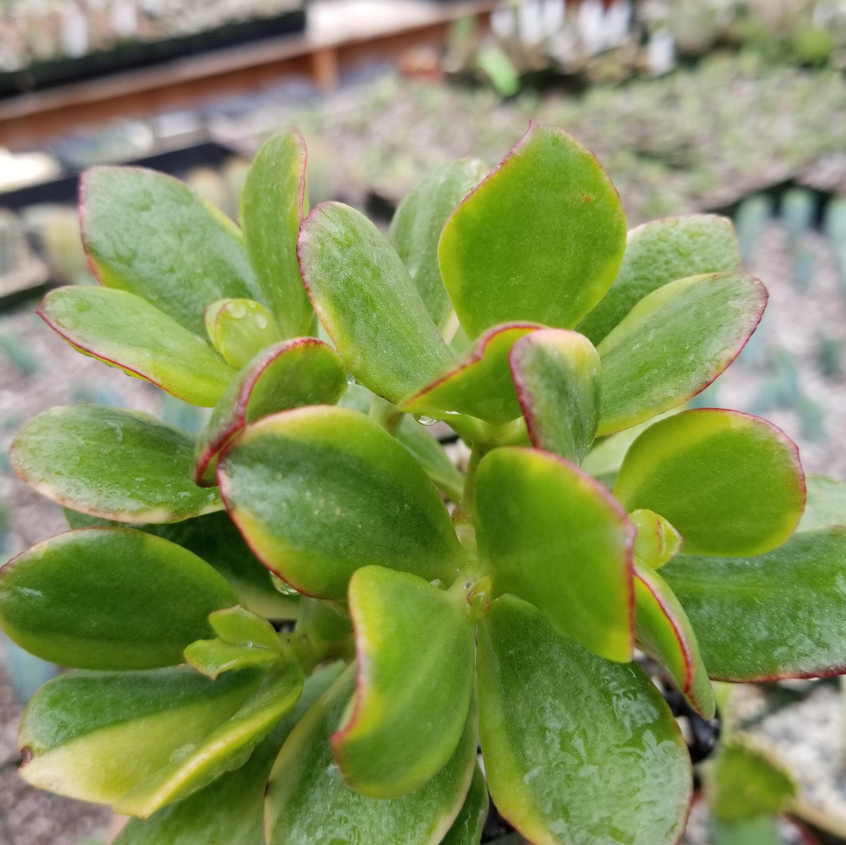 Close-up of Crassula oblicua Lemon n Lime succulent, showing thick green leaves with red edges outdoors against a blurred background.