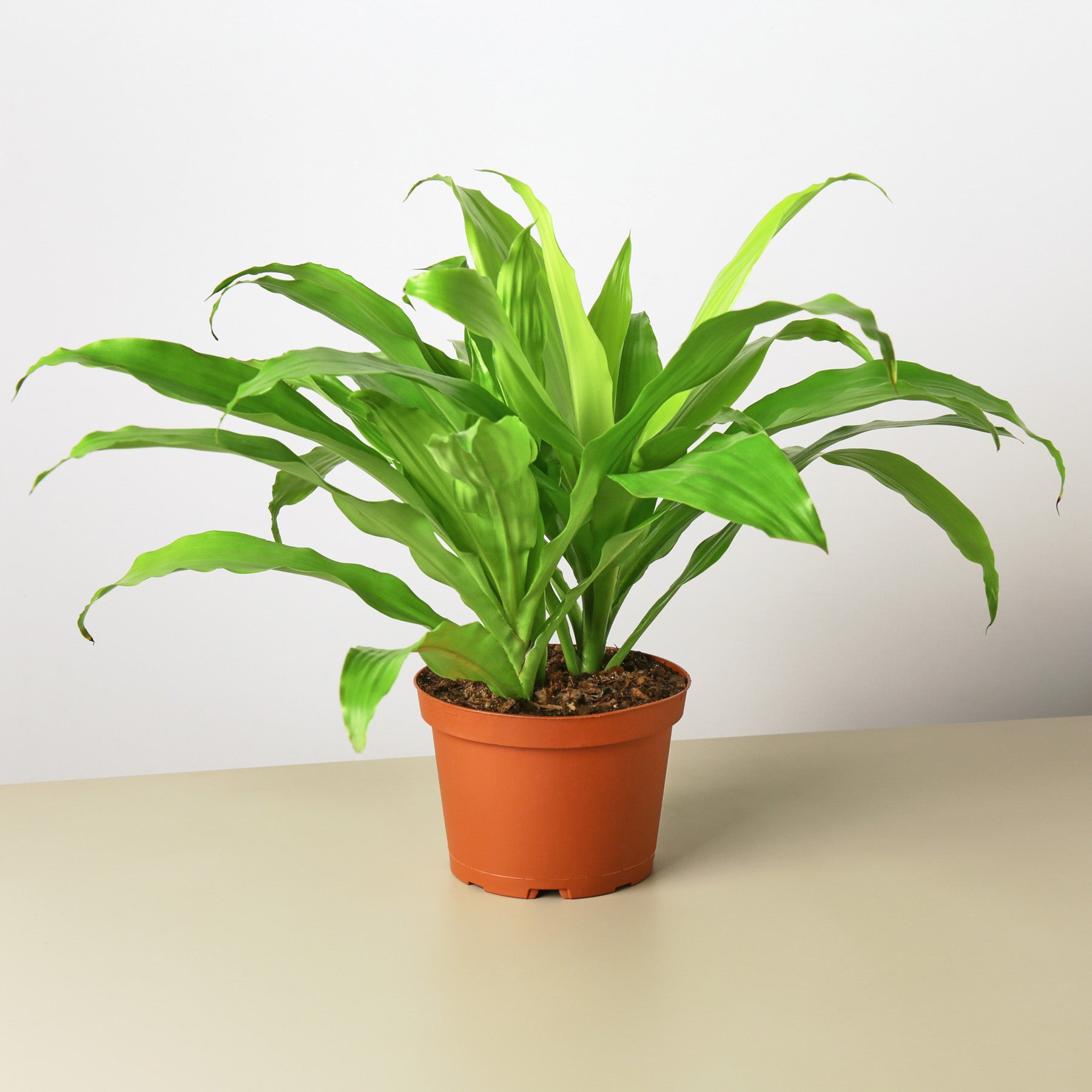 Dracaena 'Lime Light' - House Plant Shop
