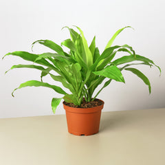 Dracaena 'Lime Light' - House Plant Shop