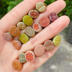 10 LIVE Lithops Living Stones Rare Succulents - Seed World