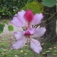 Pink Bauhinia Variegata Flower Seeds for Planting – Heirloom, Non-GMO, Drought-Tolerant, Ornamental
