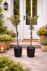 2x Olivenbaum 80–100 cm Olea europaea – Echter Olivenbaum, Mediterrane Pflanze, Winterhart im Kübel, Olivenpflanze