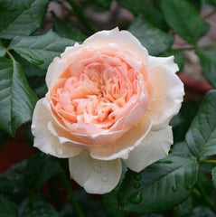 Masora Tree Rose 真宙 树玫瑰 (Japan)