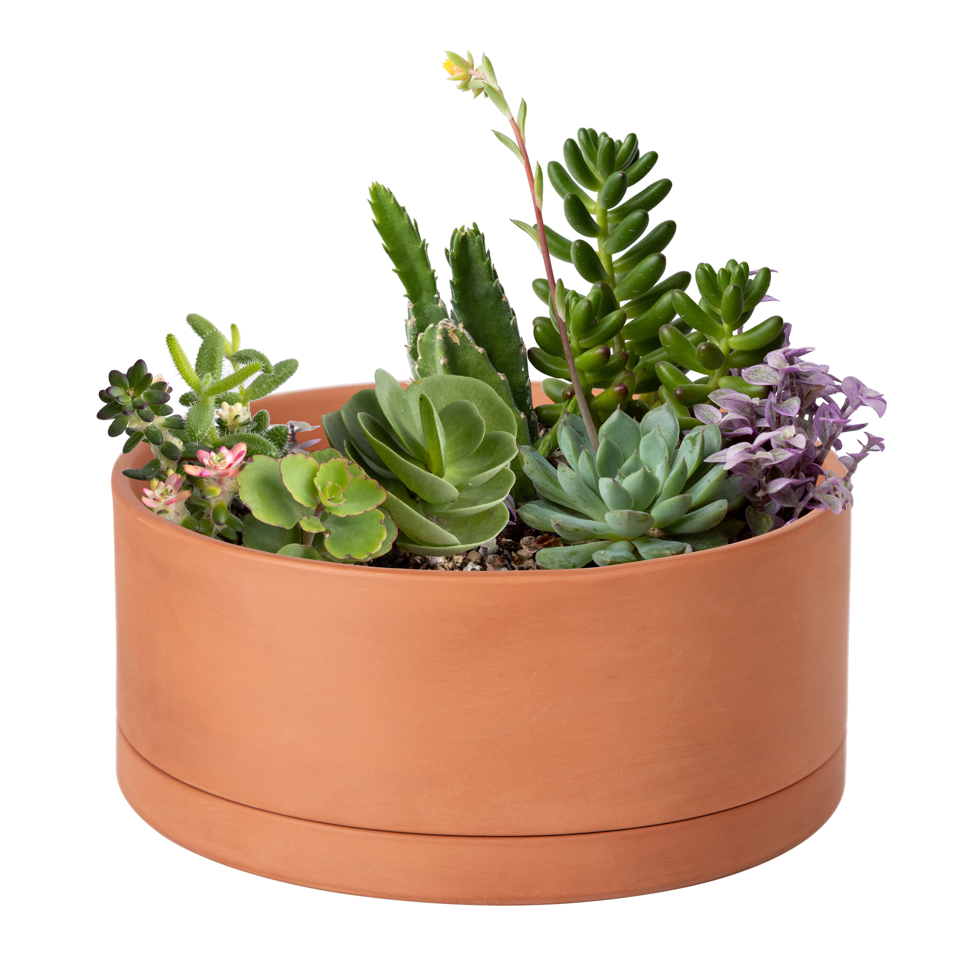 Large Shallow Terracotta Pot – 8", 10", 12"