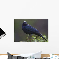 Blackbird, Starling Wall Mural