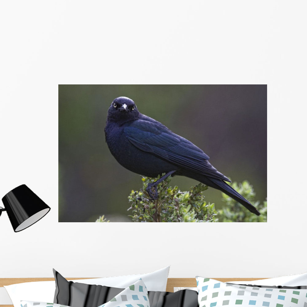 Blackbird, Starling Wall Mural