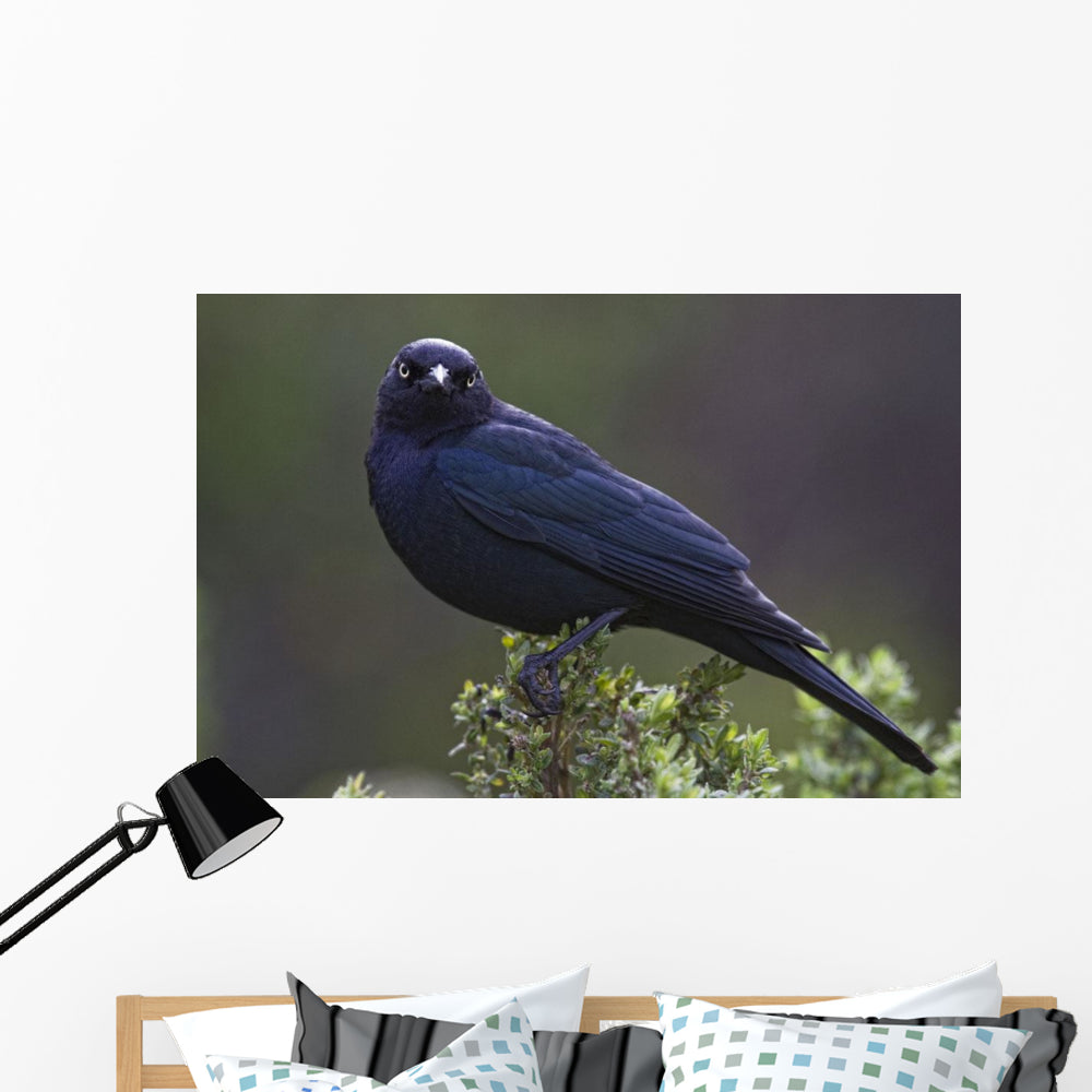 Blackbird, Starling Wall Mural