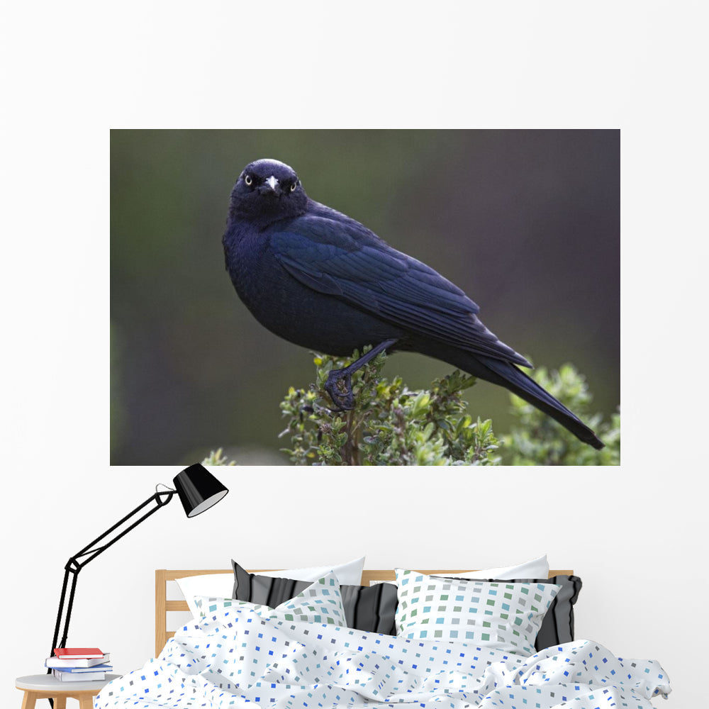 Blackbird, Starling Wall Mural