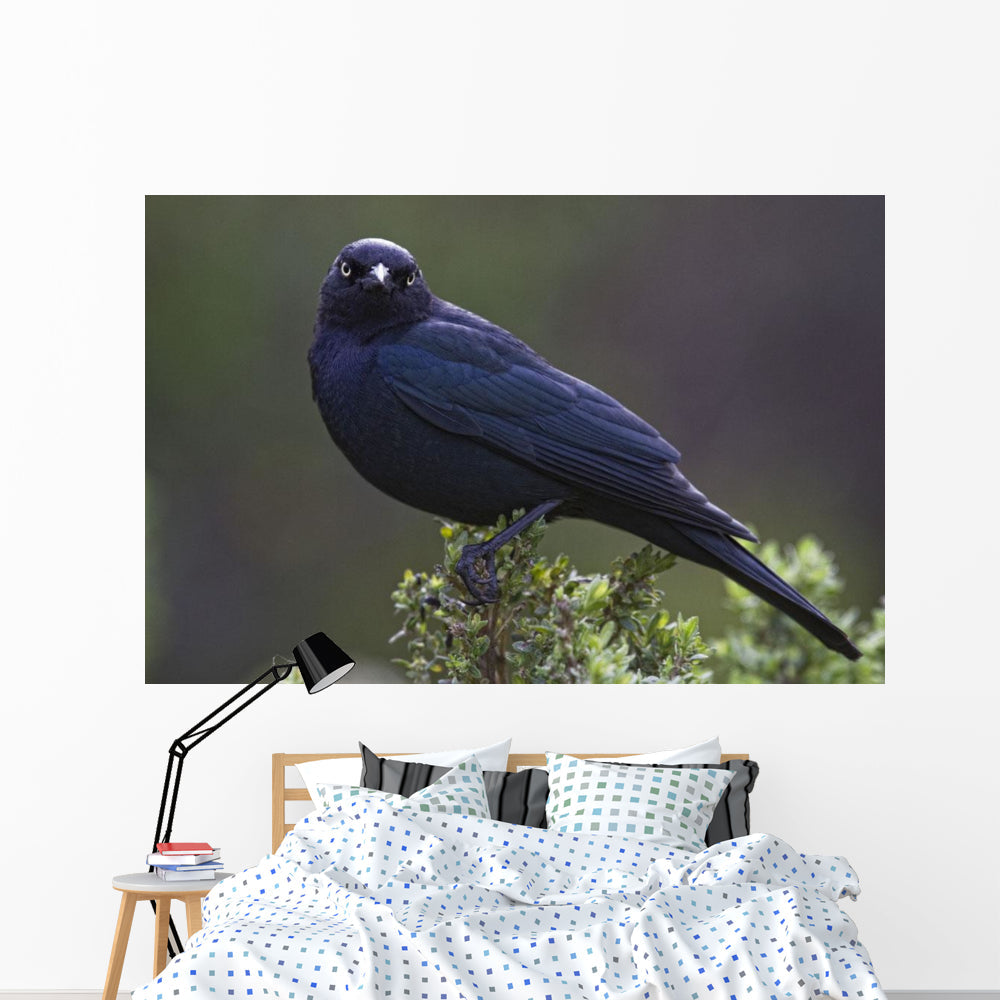 Blackbird, Starling Wall Mural