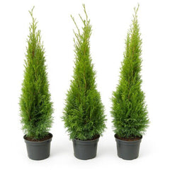 Thuja occidentalis ‚Smaragd‘