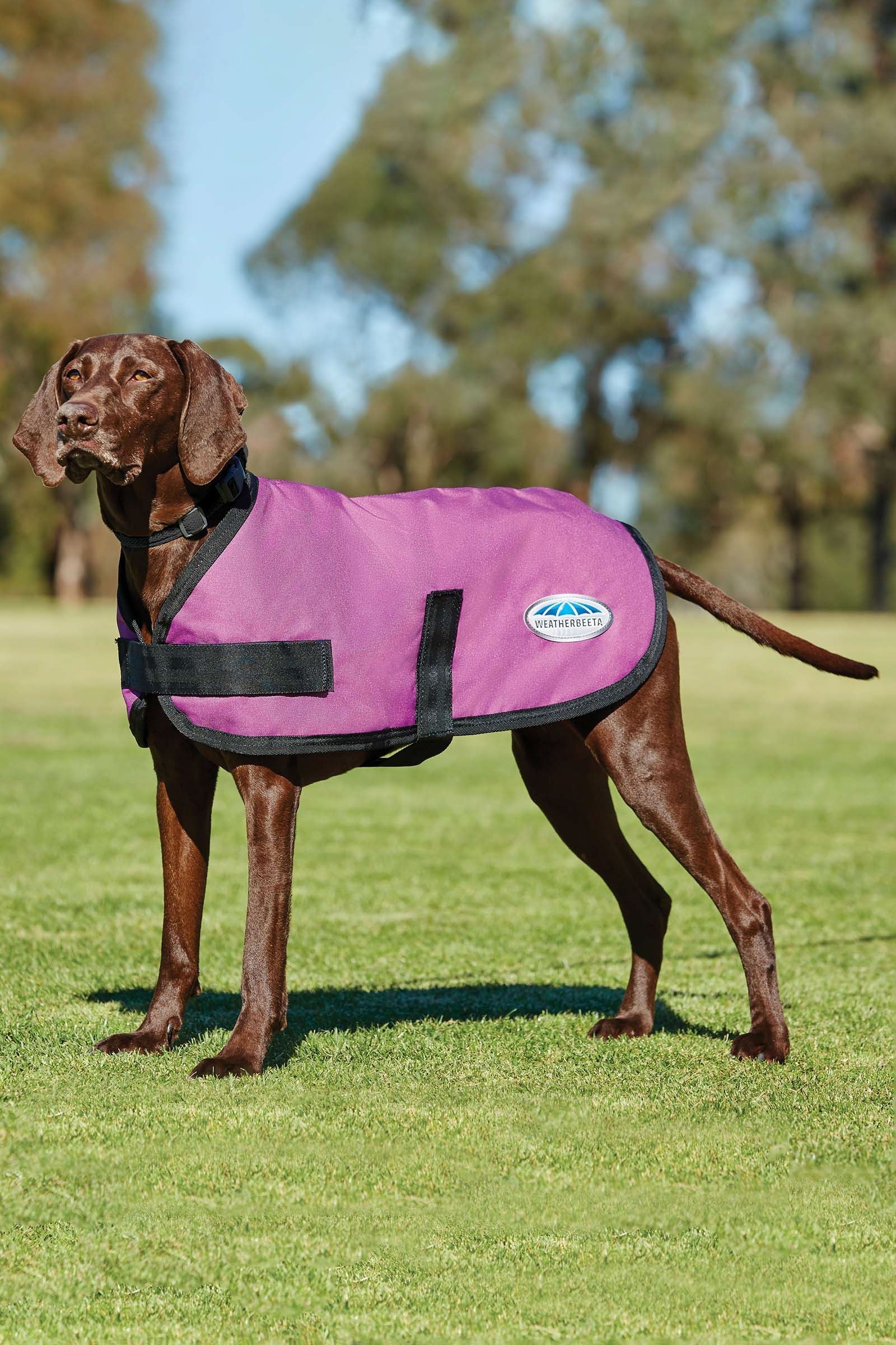 Weatherbeeta Comfitec Classic Hundemantel (25-40cm) Hund