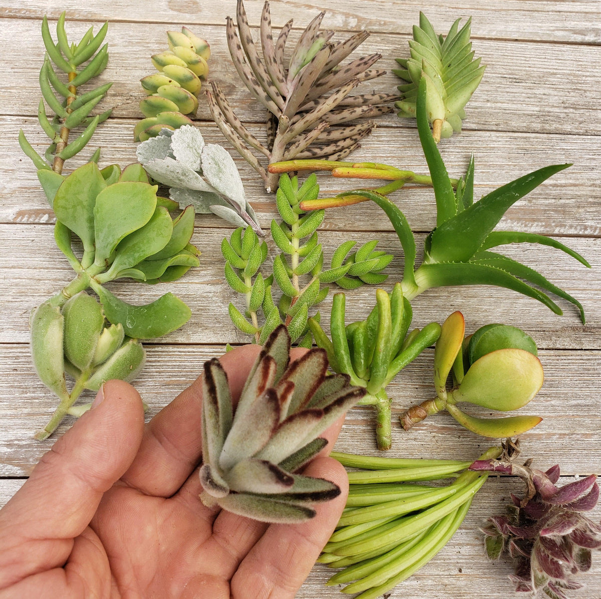 A hand holds a small fuzzy succulent above an assortment of 30 colorful, varied succulent cuttings ready for easy propagation.
