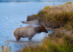 Bull Elk Exiting Lake Wall Mural