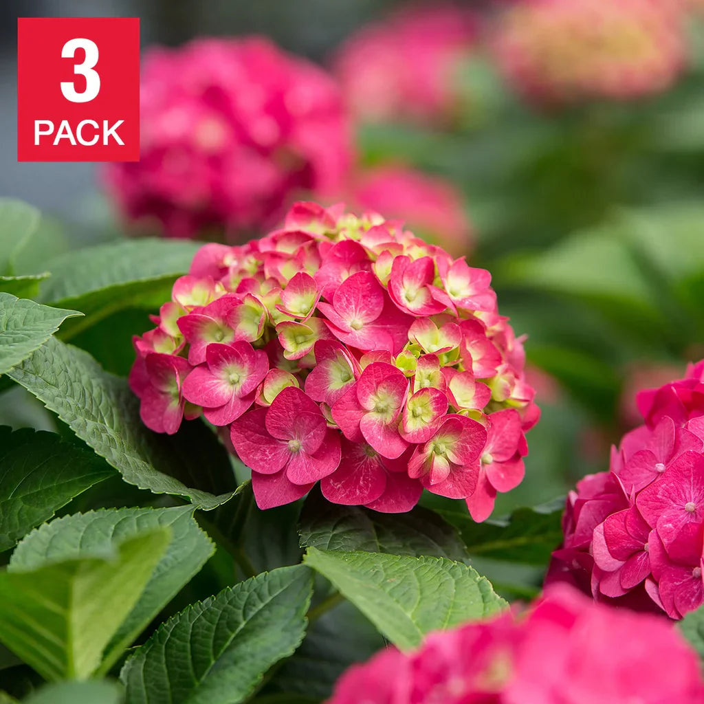 Color: Summer Crush Hydrangea