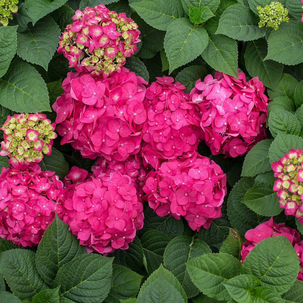 Color: Summer Crush Hydrangea